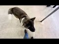 Акита Американская Cameron ( 8.5 months)