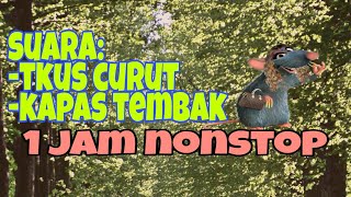Download lagu Masteran suara burung kapas tembak vs tikus curut mp3