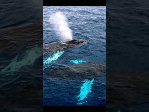 Top 5 Interesting Facts#bluewhale#shark#gold#oceans#cashewnut#shorts#facts#youtubeshorts#viralshorts