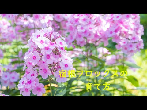 園芸 フロックス 春の夜明け
