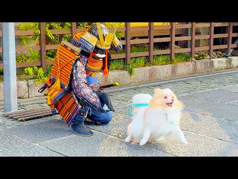 Tourists’ Unexpected Reactions | Samurai Statue Prank in Kyoto🇯🇵 #140