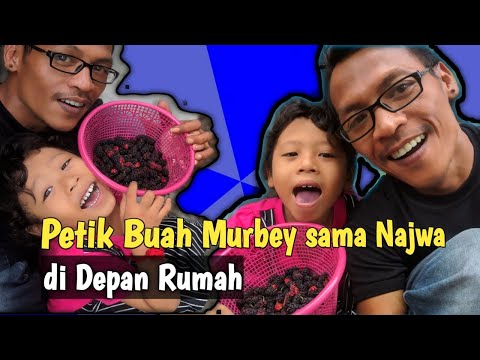 Nino Bhaskara & Najwa  Petik Buah Murbey di depan Rumah || Rasane Kletis - kletis