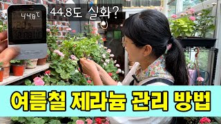 여름철 제라늄 관리 방법. 3가지만 조심하세요.