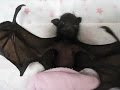 4 Weird Facts About Bats
