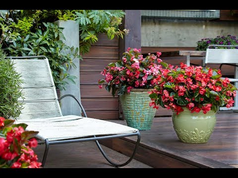 download lagu mp3 mp4 Begonia Shade, download lagu Begonia Shade gratis, unduh video klip Begonia Shade