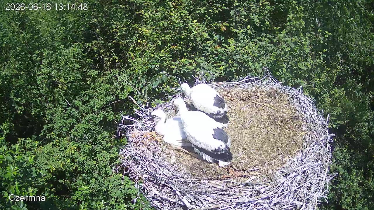 Live webcam view of Nido de Cigüeña Blanca en Czermna