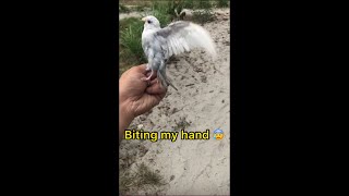 Bird flew away #shorts  | bird catching