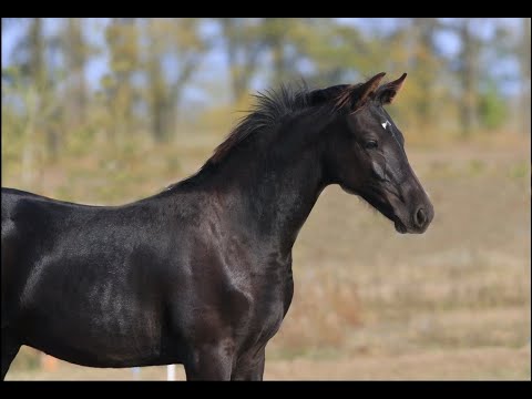 colr Balou Air ST *2020 by Baloutaire PS - Caravaggio - Cornet Obolensky