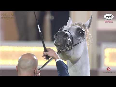 N 144 SAHEE AL NASSER   Katara International Arabian Horse Festival   Colts 3 Years Old Class 6