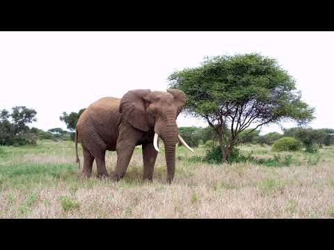 Elephant in Selenkay Conservancy, Kenya