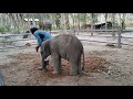 Funny Baby ELEPHANT teasing his owner🤣 || elephant 🐘 cute video