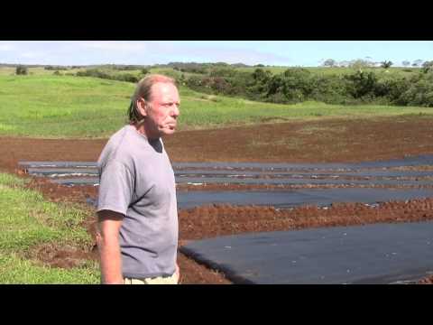 Sambo Berries Part 2 - Raspberries and the Amazing Poha Berry