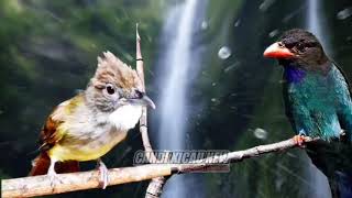 Download lagu cak jenggot vs tengkek buto suara jernih jeda air mp3