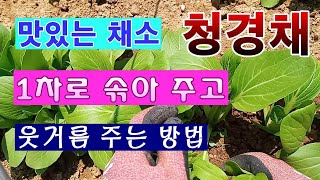 [텃밭농부 1,455]  맛있는 채소 청경채. 1차 솎아 주고 웃거름 주기 #청경채재배