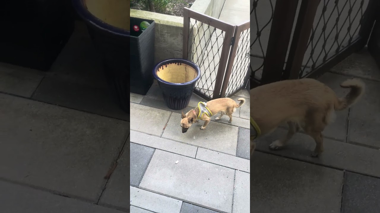 Bambi, an adopted mixed breed in North Vancouver, BC video 5/5