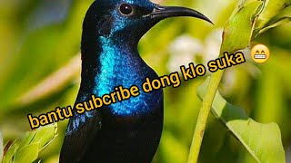 Download lagu suara pikat burung kecil mp3