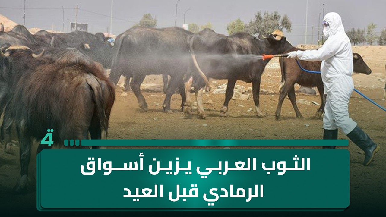 فيديو | الحمى النزفية تعيد القلق إلى أسواق نينوى مع قرب عيد الأضحى