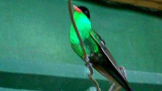 preview picture of video 'Jamaican Doctor Hummingbird at Rocklands Bird Sanctuary'