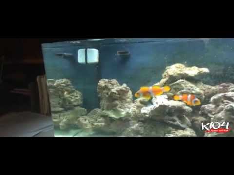 Lady Jade's $20 Fish Challenge