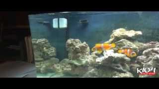 Lady Jade's $20 Fish Challenge