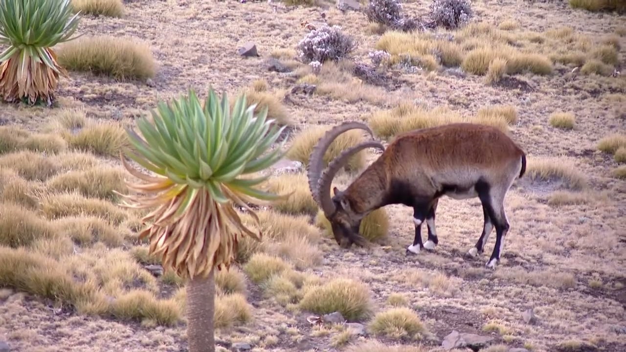 የኢትዮጵያ ነባር እና አዳዲስ የቱሪዝም ስፍራዎች ETV | EBC | EBCDOTSTREAM