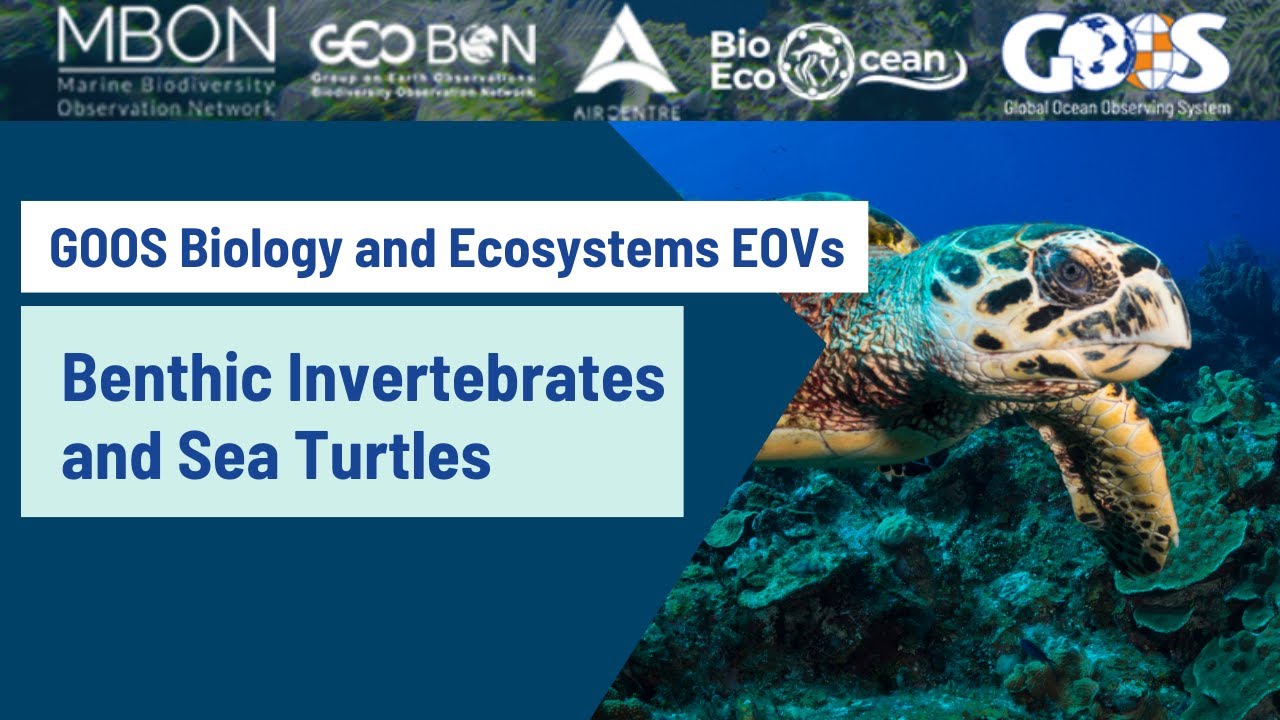 Webinar: GOOS Benthic Invertebrate and Sea Turtle Essential Ocean Variables