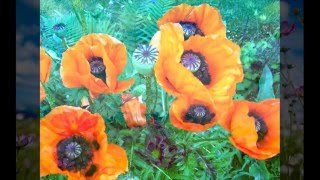 du bist mein Sommer - Roger Cicero (Cover by Andy D Berlin)