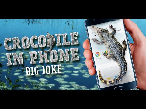 Crocodile in Phone Big Joke Video