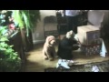 AFV Part 93 NEW Christmas Mix 2 America S Funniest Home Videos 2011