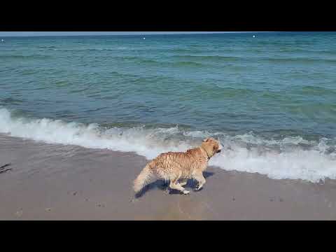 Retriever Feiertag in Sehlendorf Hohwachter Bucht