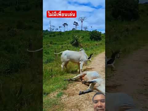 เพื่อนรักต่างสายพันธุ์