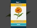 marigold - a marigold is a plant with ... video thumbnail