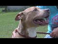 Georgia Animal Rescue To Close This Month Dozens Of Animals Still Need Homes
