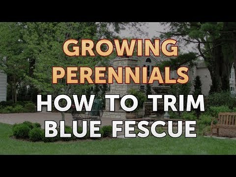 Can I Propagate a Peony From a Cutting