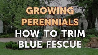 How to Trim Blue Fescue