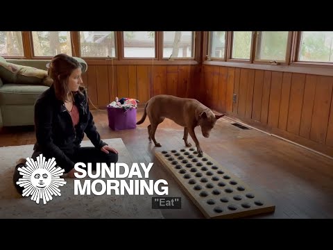 Meet Stella, the dog that "talks"