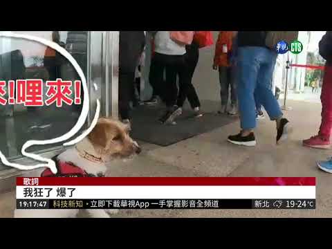 警犬隊出任務! 搭配電音RAP帥又萌