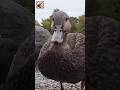 Cute Duck Sounds Shorts