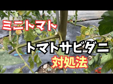 なぜトマトの底に牛乳を入れるのか