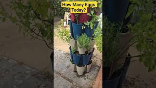 Let's Collect Today's Eggs! #food #fun #security #garden  #live #chicken