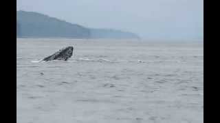 preview picture of video 'Humpback Whales in Alaska'