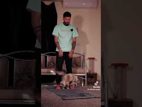 Subhan Allah evidence that all cats are Muslim