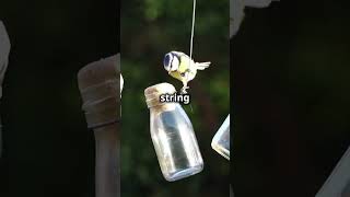 DIY Bird Feeder | Build with Recycled Materials! 🐦♻️