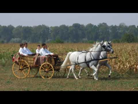 Ponosim se što sam šokac, T.S. Žeteoci
