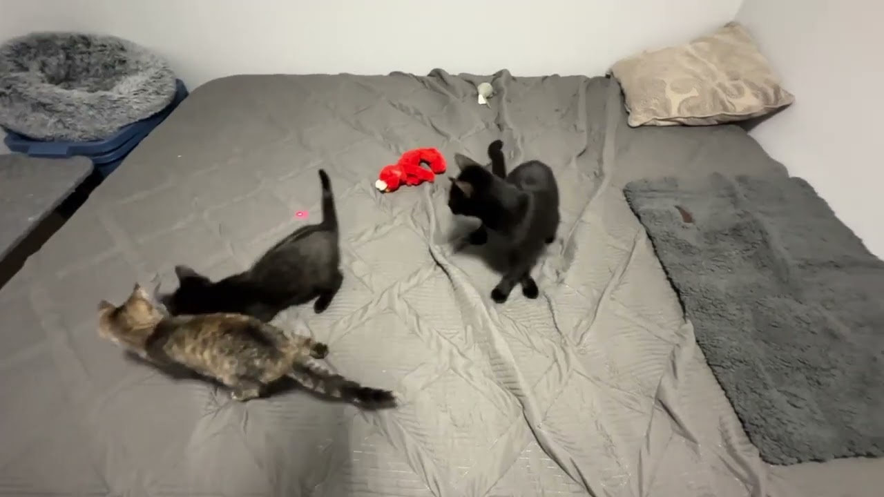 Enlarge Charna, a ADOPTABLE Domestic Short Hair in Pickering, ON video 3/6