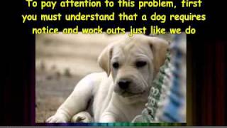 Dog Training - Stop Dog Barking Habit in Your Dog