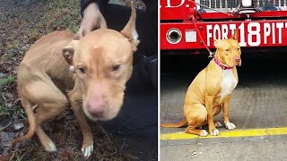 Abandoned and Starving Pit Bull, Once Left to Die Now Thrives as a Brave Firefighter