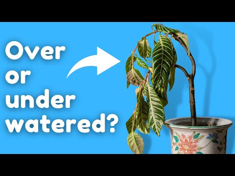 YouTube video about Stop Drowning Your Plants: Signs You're Overwatering!