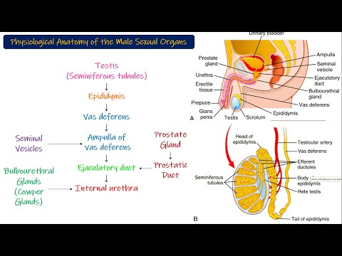 Male Reproductive System (Physiological Anatomy). Chapter 81 part 1. Guyton and Hall Physiology.
