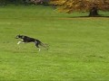 Lebrel Polaco - Lure coursing polish greyhounds